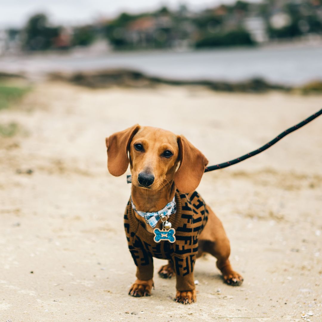 a dachshund standing on a leash on the beach