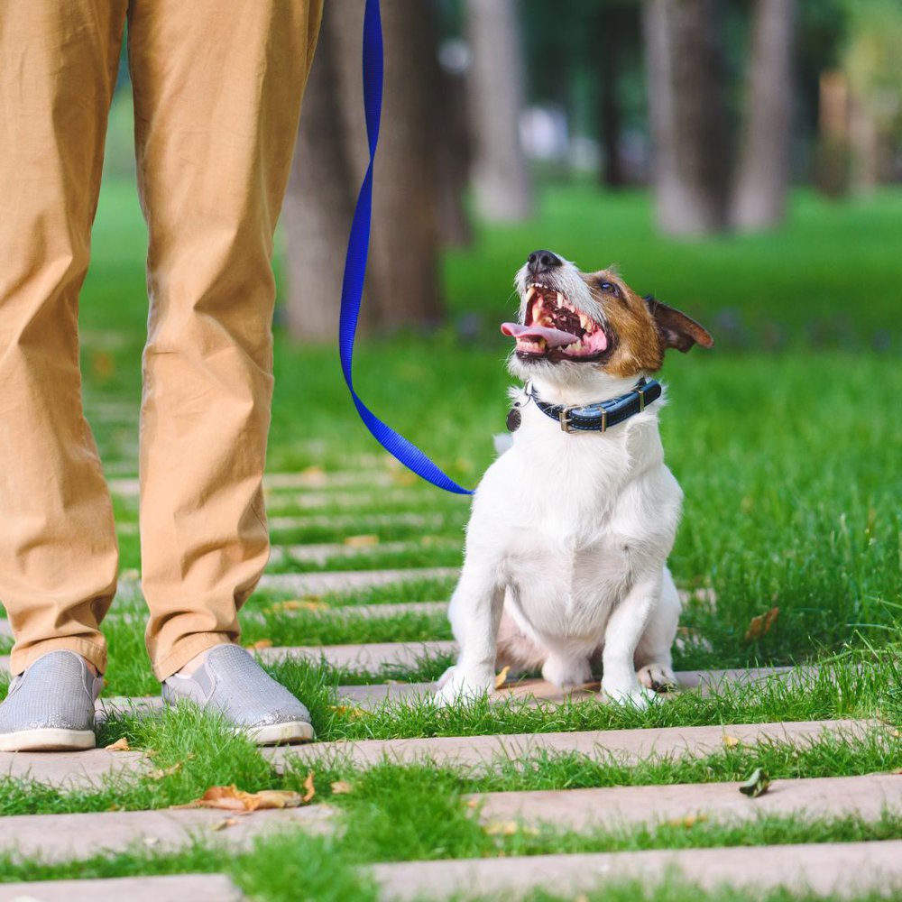 A dog walking on a leash in a park