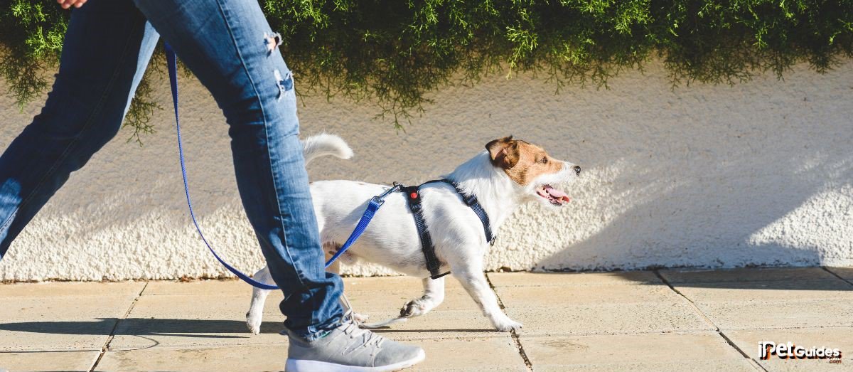 a person walking a dog on a leash