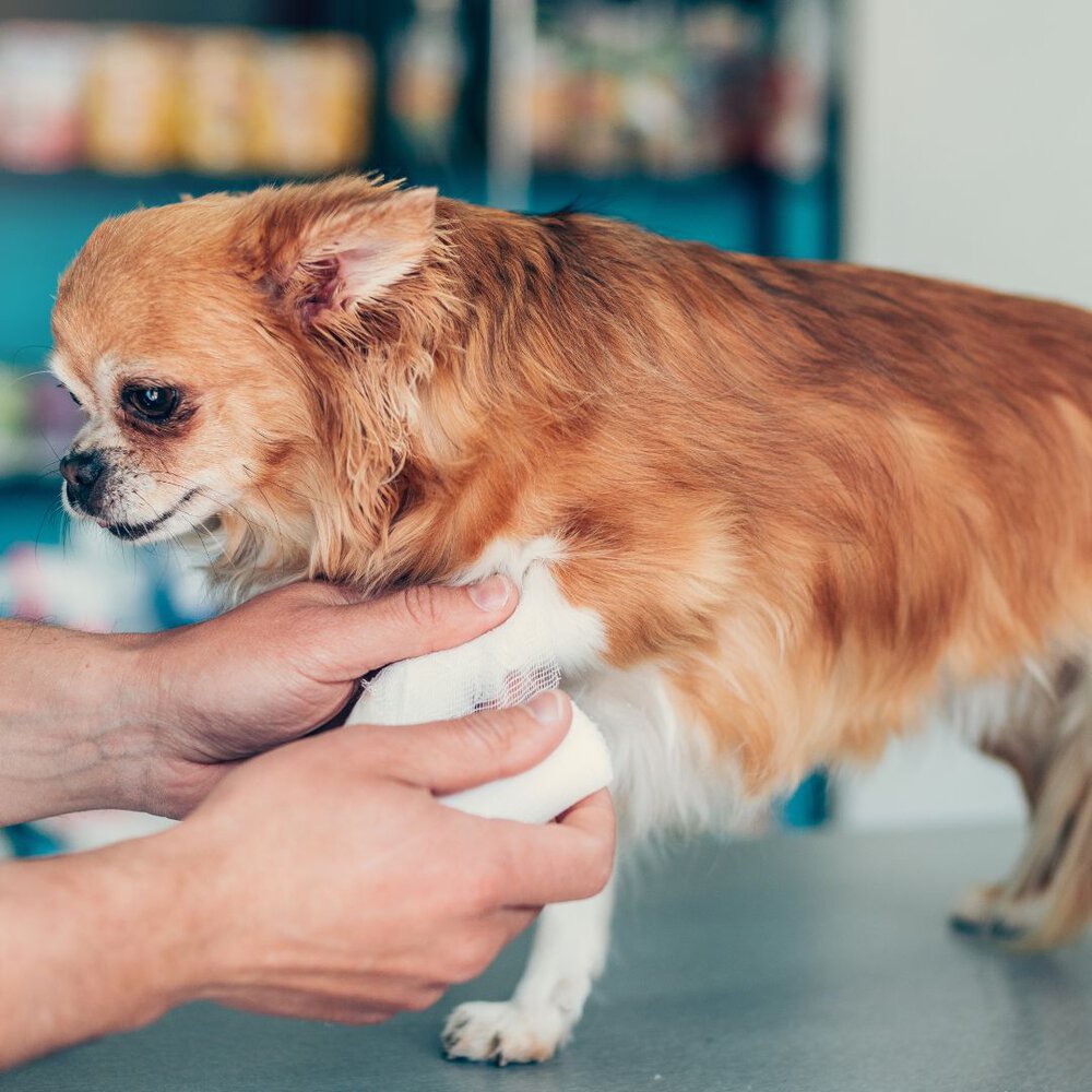 an injured chihuahua dog being examined by a vet