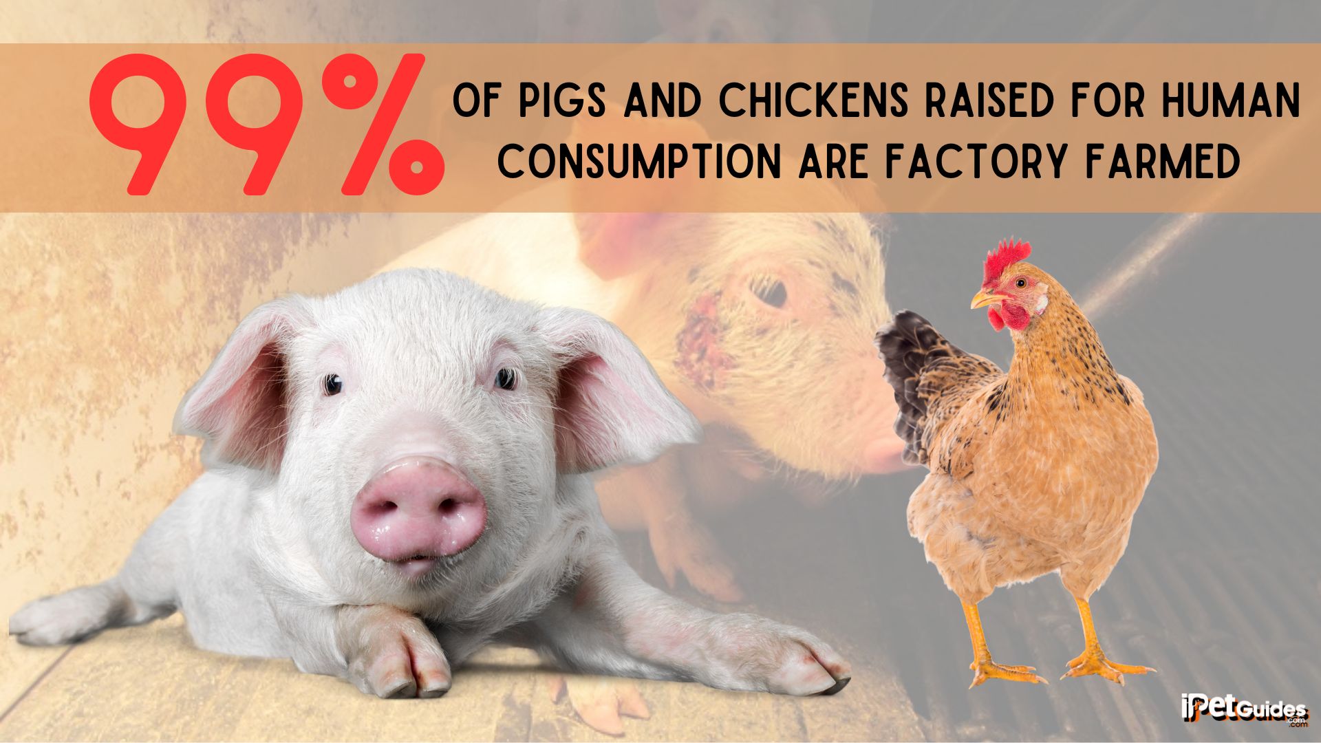 a stat of 99% of pigs and chickens raised for human consumption are factory farmed