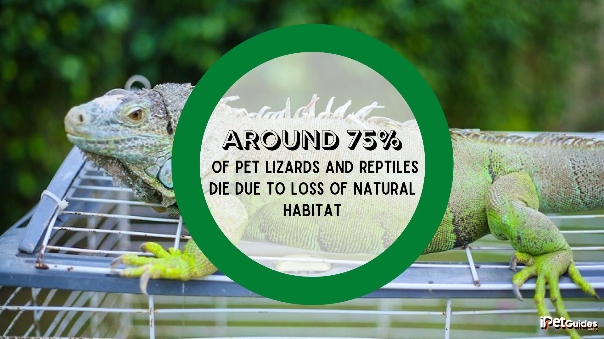 a stat showing that around 75% of Pet lizards and Reptiles Die Due to Loss of Natural Habitat stat