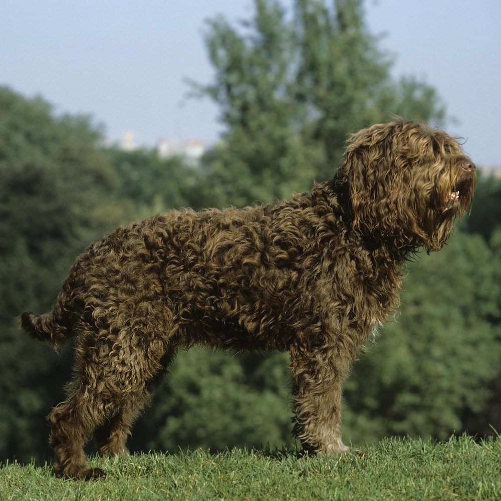 Barbet dog breed standing