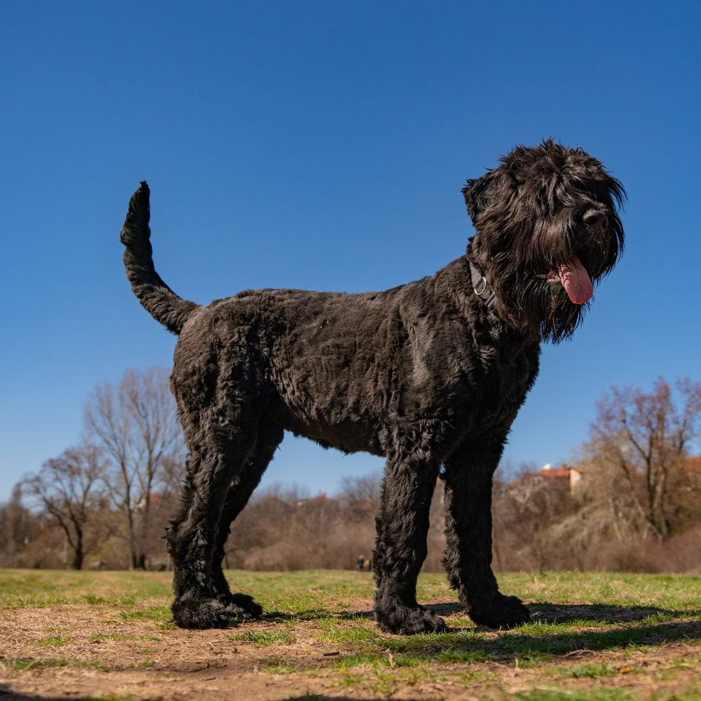 Black Russian Terrier dog breed standing