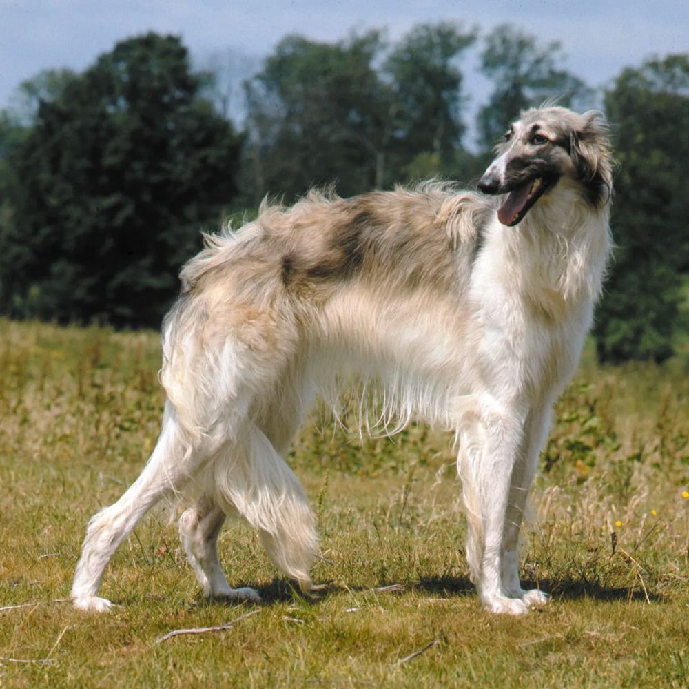 Borzoi dog breed standing