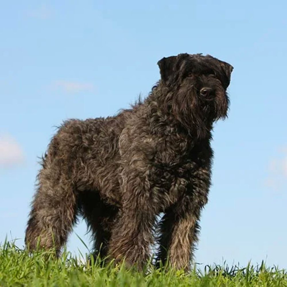 A black dog standing in a grassy field.