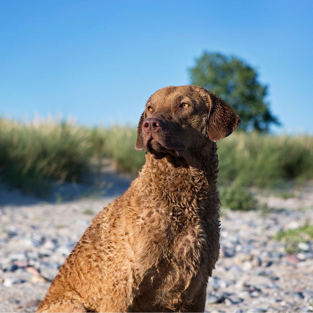 Chesapeake Bay Retriever dog breed sitting