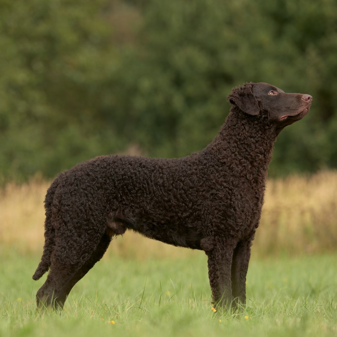 Curly-Coated Retriever dog breed standing