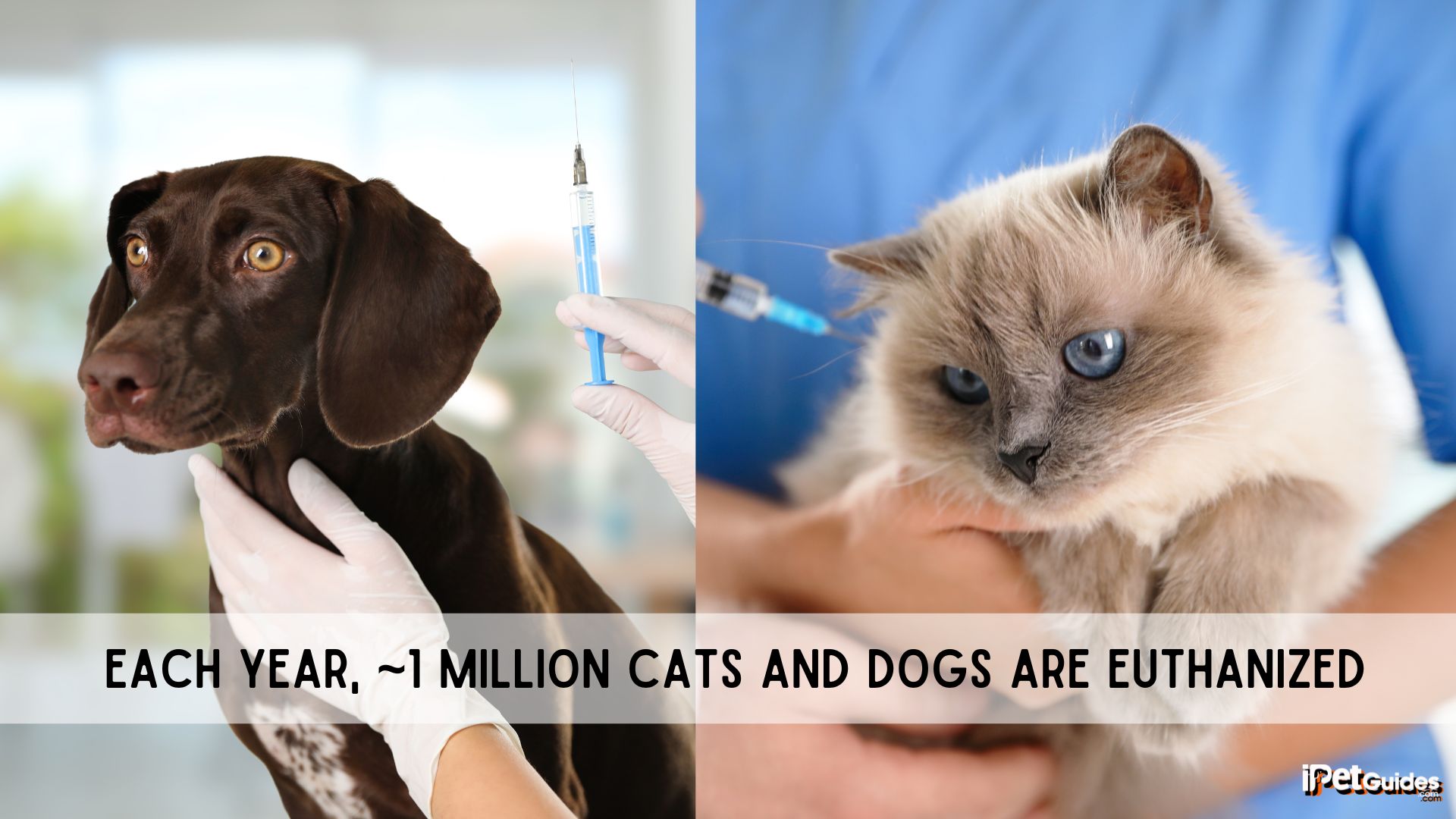 a stat saying that Each year 1 million cats and dogs are euthanized