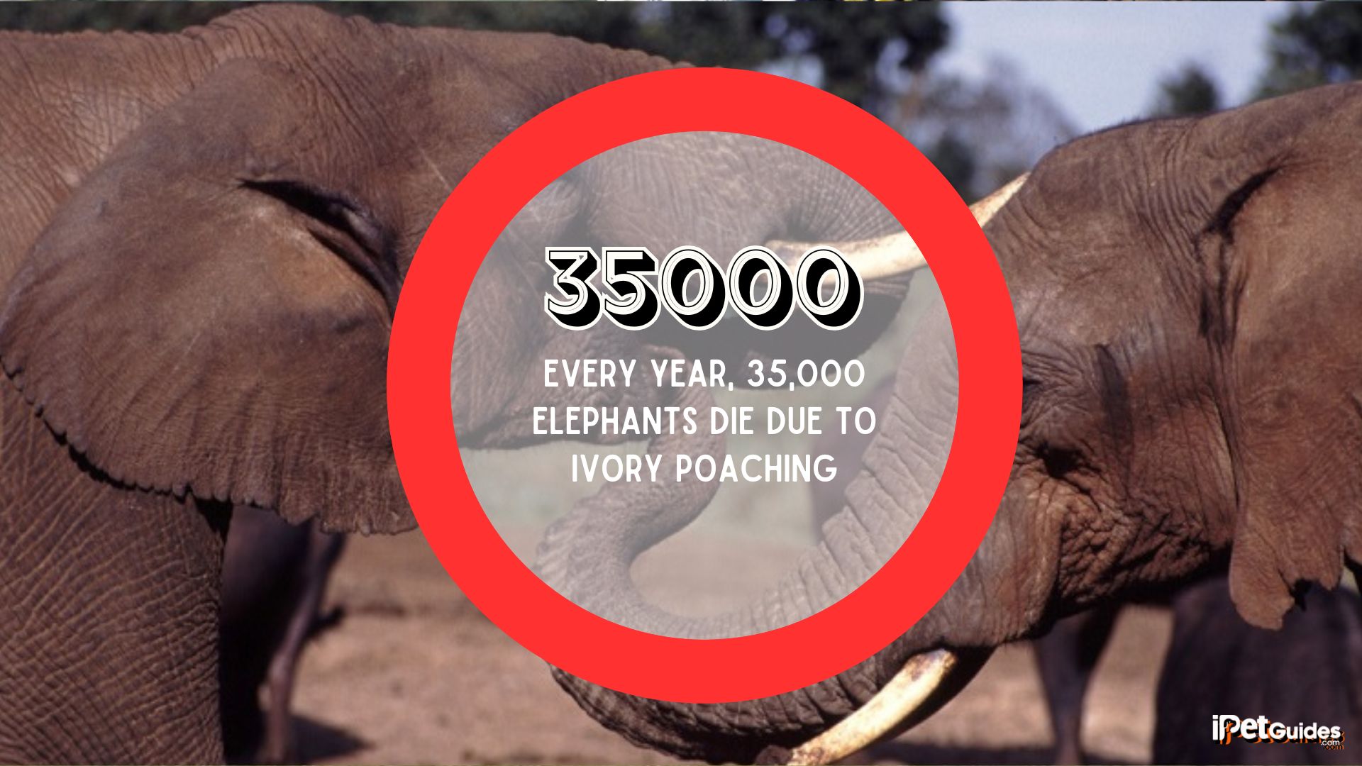 a stat of 35000 elephants die every year due to ivory poaching