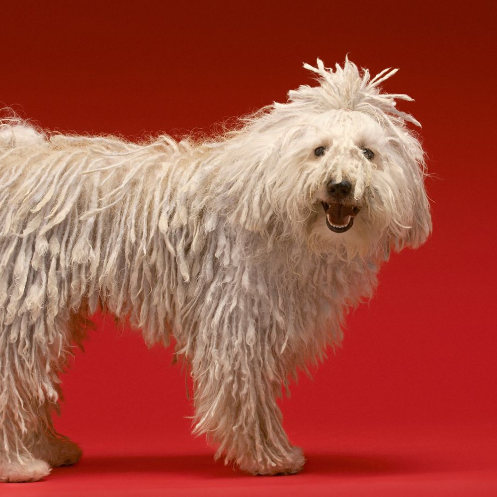Komondor dog breed standing