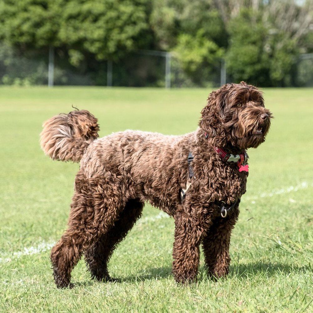 Labradoodle dog breed standing