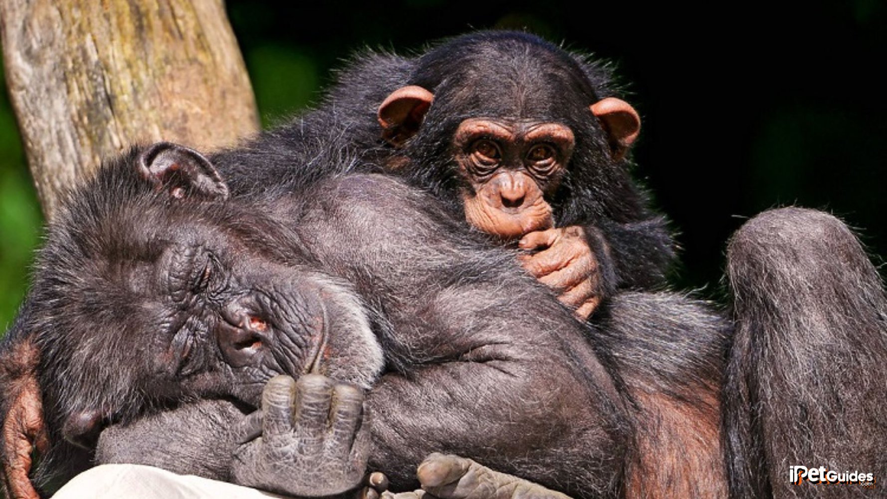 A chimpanzee hugging another chimpanzee in a zoo