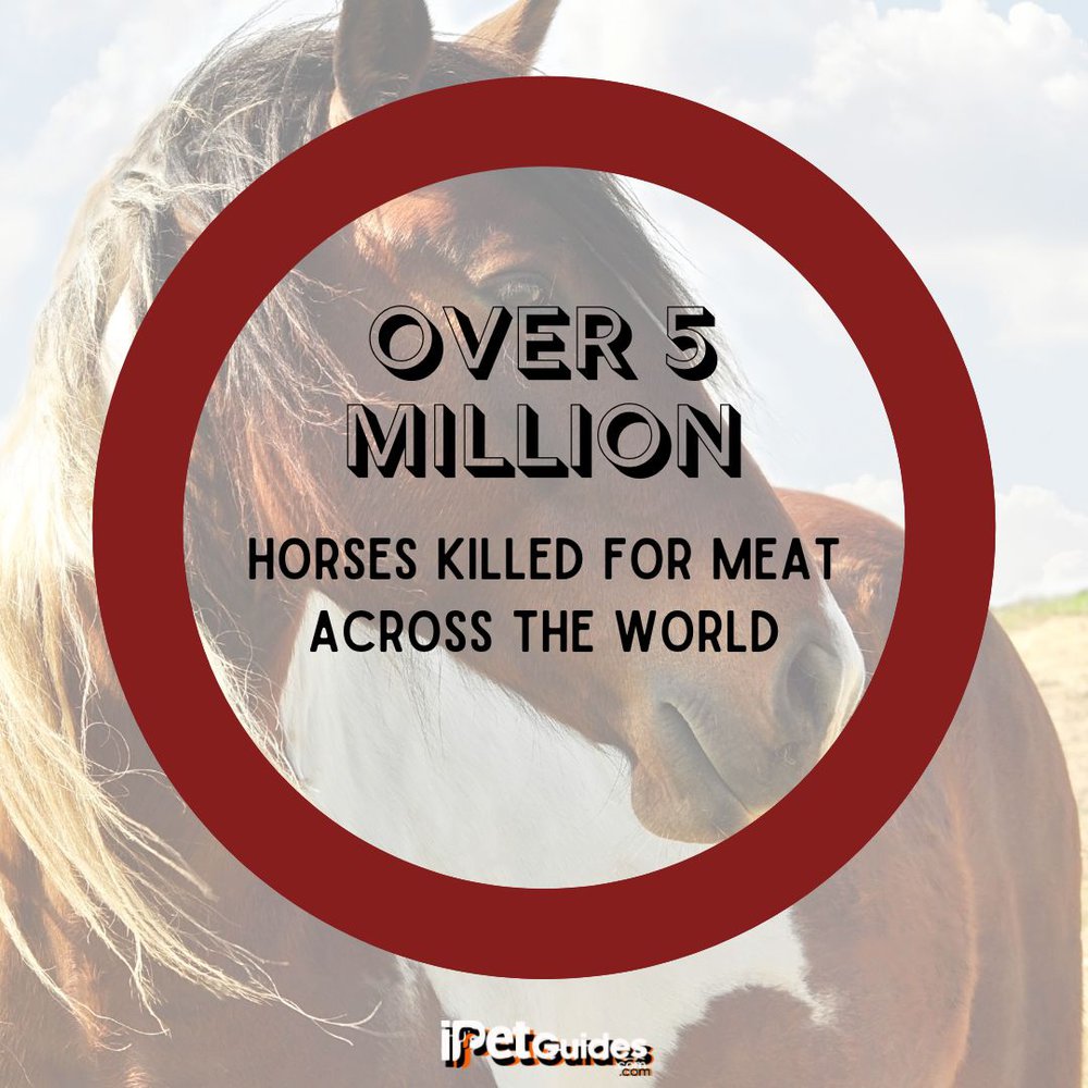 a stat of over 5 million horses killed for meat across the world