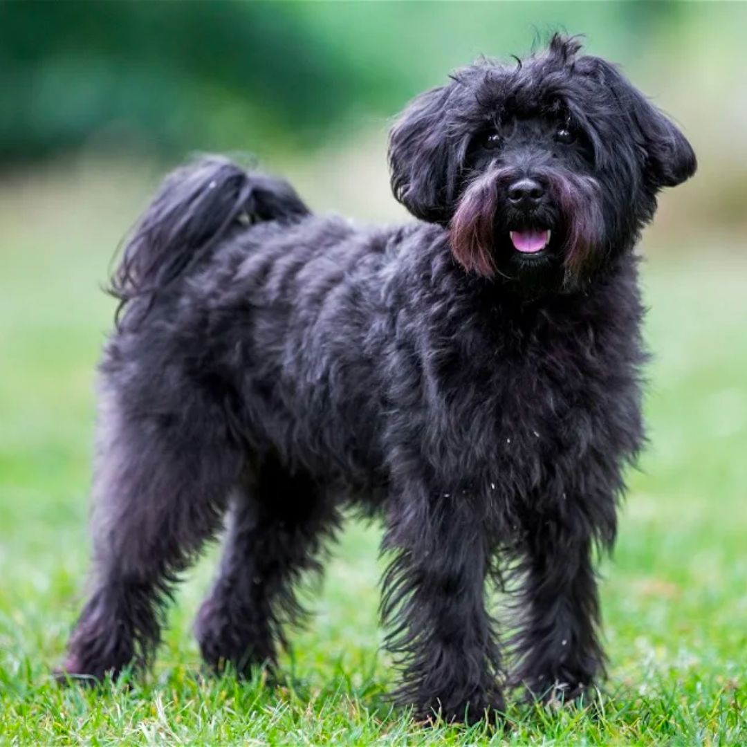 Standard Schnoodle dog breed standing