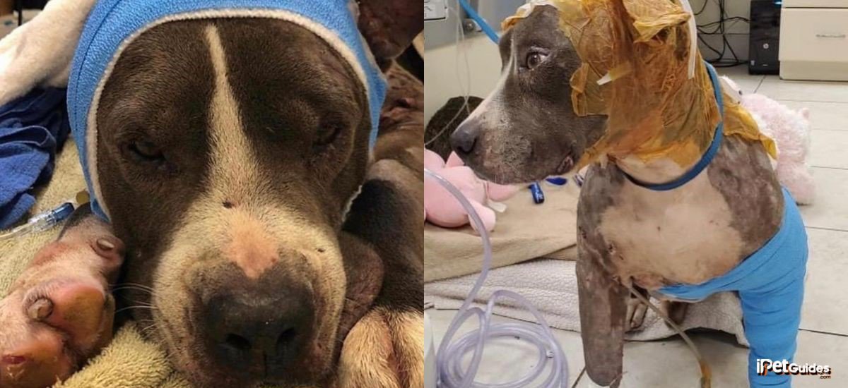Two pictures of pitbull dogs receiving treatment at a hospital