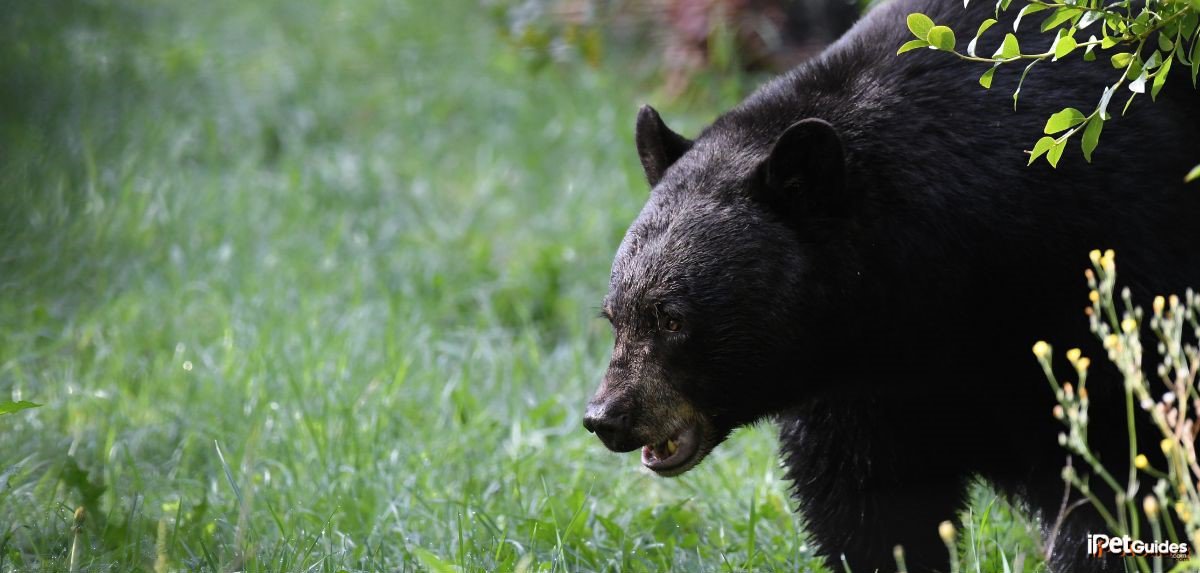 A black bear is walking through the grass
