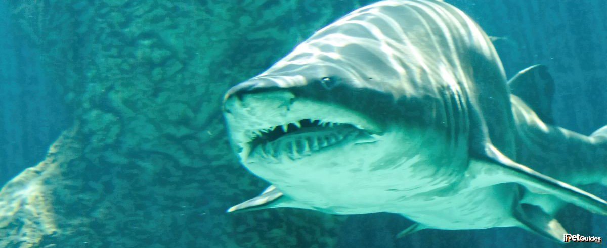 A bull shark is swimming inside deep water