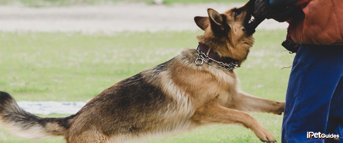 a dog attacking its owner