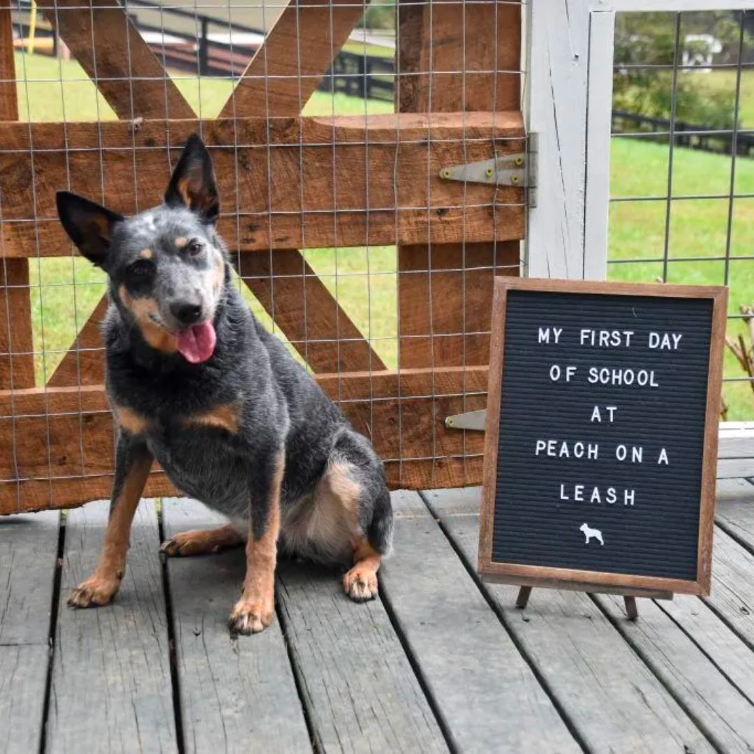 a dog sitting near a board