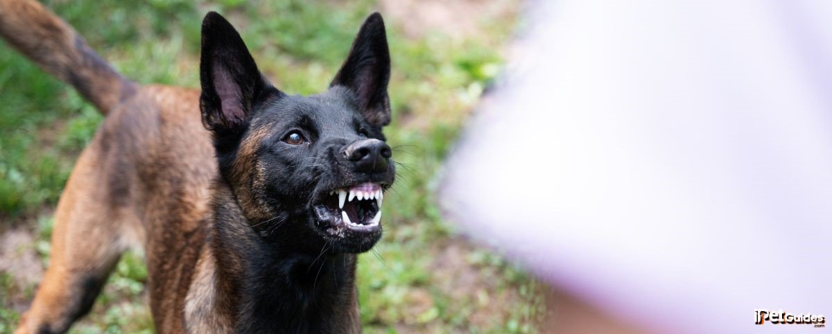 A dog with its mouth open trying to attack a person