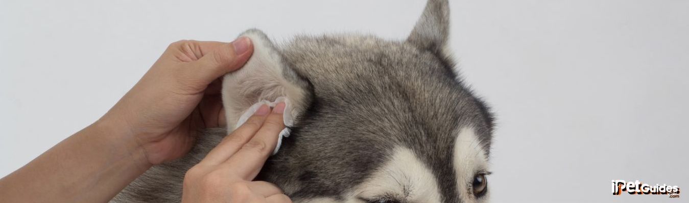 a human checking the dogs ear