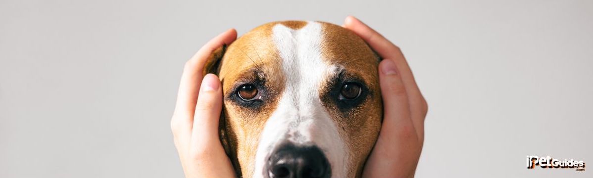a human covering both the dogs ears 