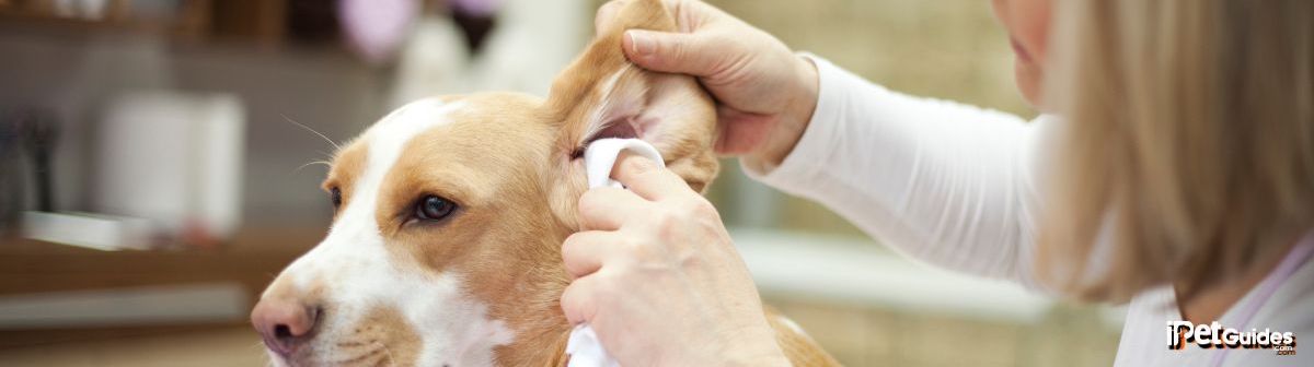 A person wiping a dog's ears.