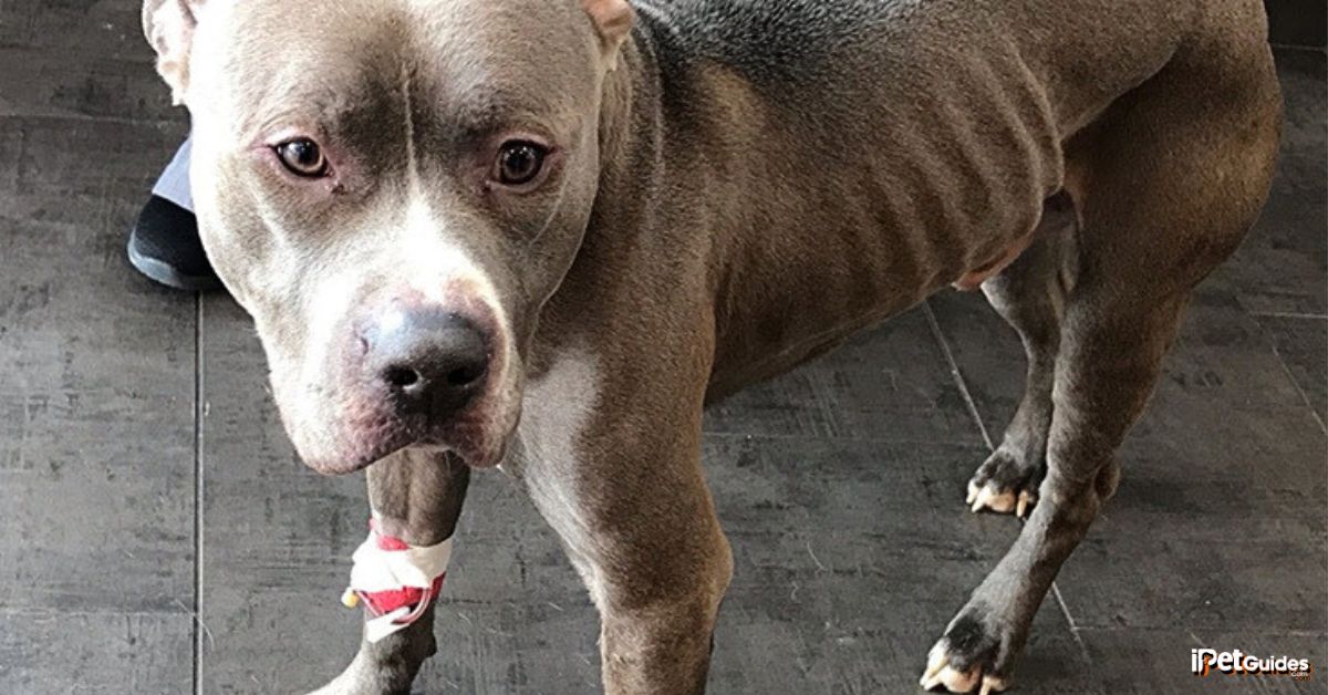 A grey pitbull mistreated and abused with a bandage on his leg