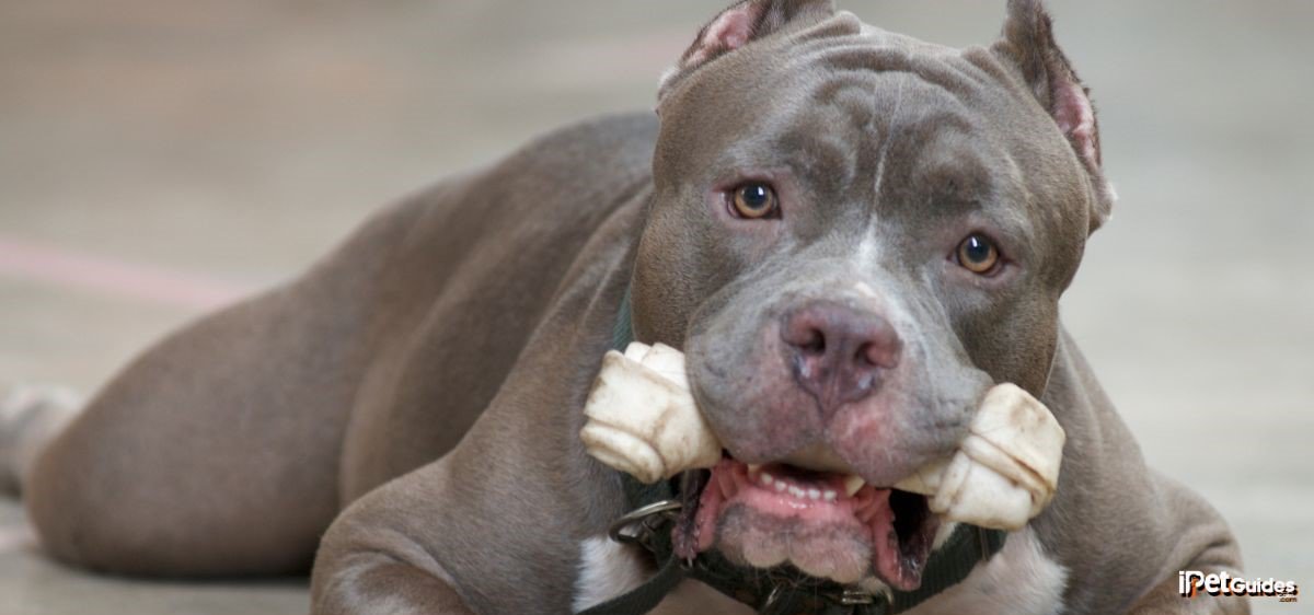 A pit bull dog chewing on a bone