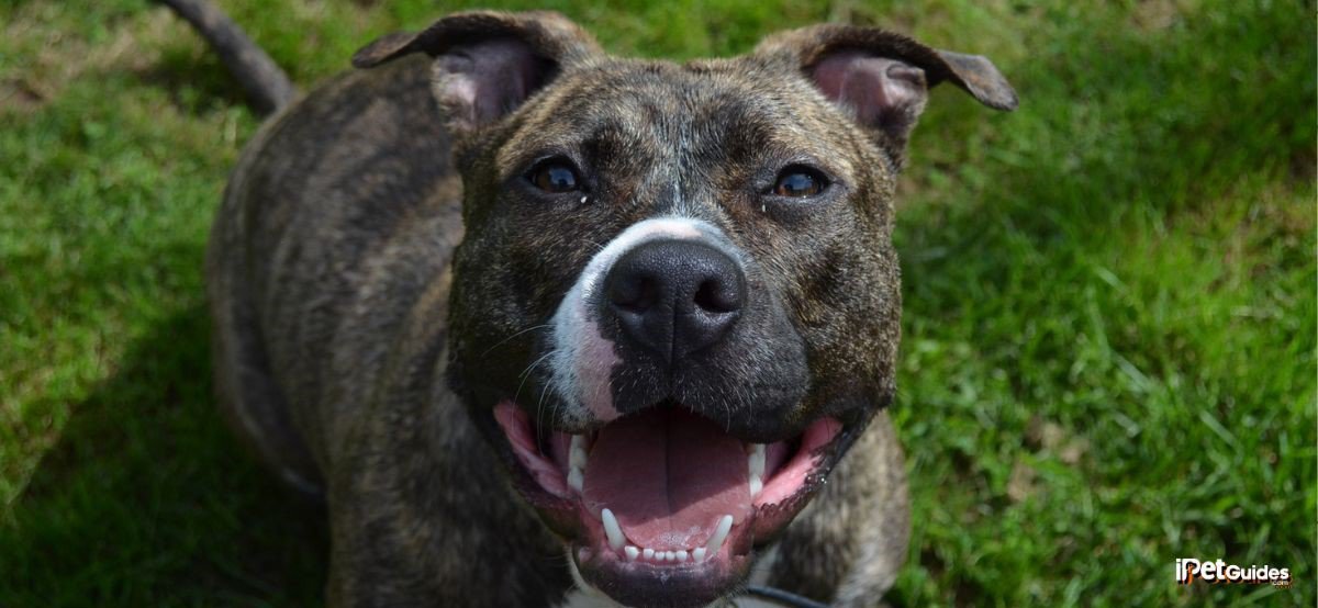 A pit bull terrier laying in the grass with his mouth open