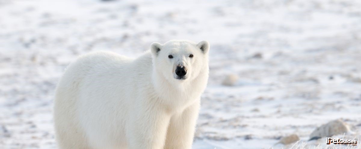 A polar bear standing in the snow