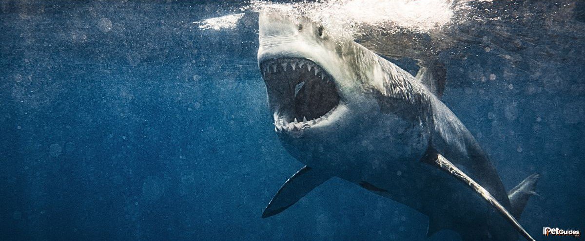 A shark with its mouth open in the ocean