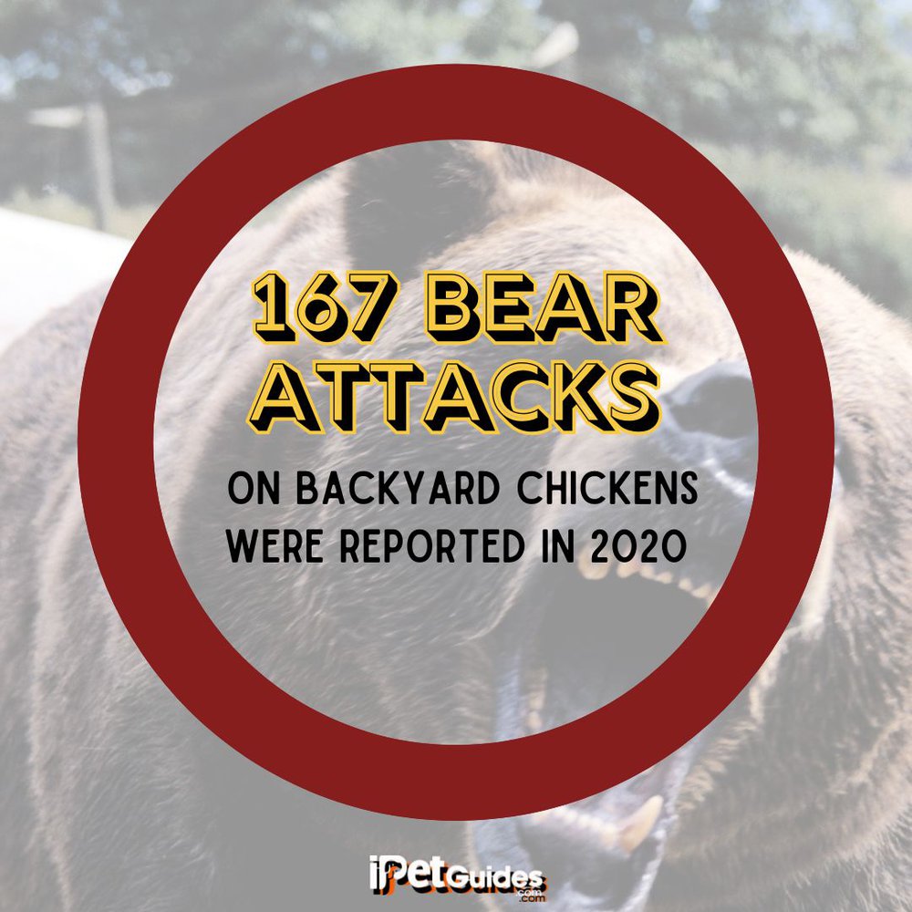 a stat of 167 Bear Attacks on Backyard Chickens Were Reported in 2020