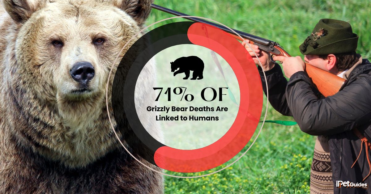 a stat showing that 71% of Grizzly Bear Deaths Are Linked to Humans