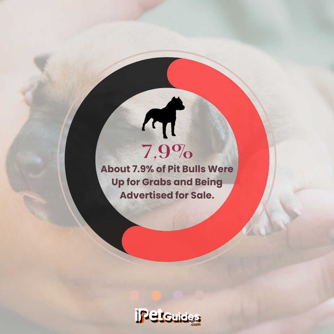 a stat showing that about 7.9% of Pit bulls were up for grabs and being advertised for sale