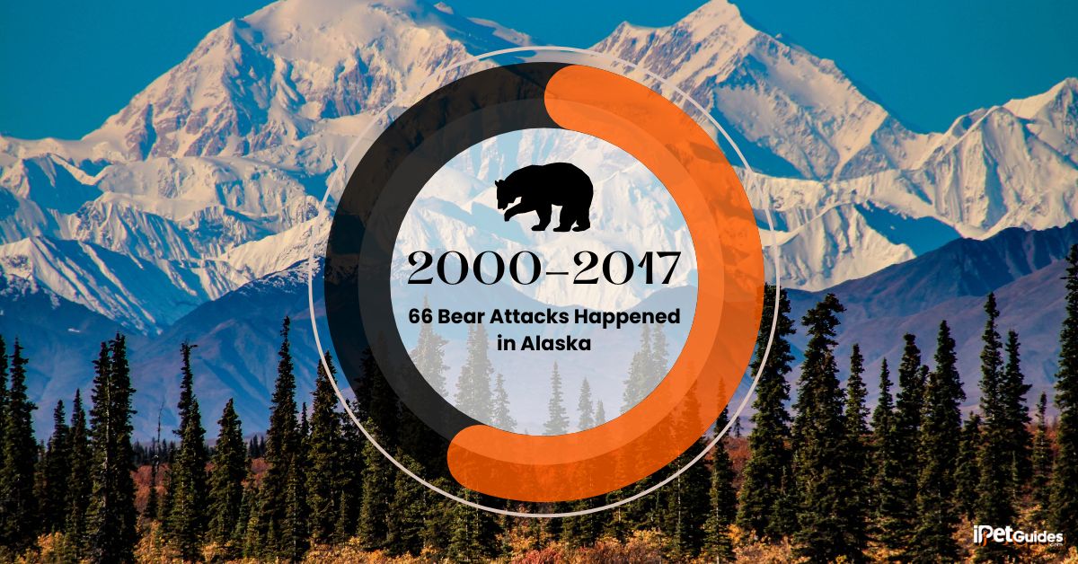 a stat showing that From 2000 2017 66 Bear Attacks Happened in Alaska