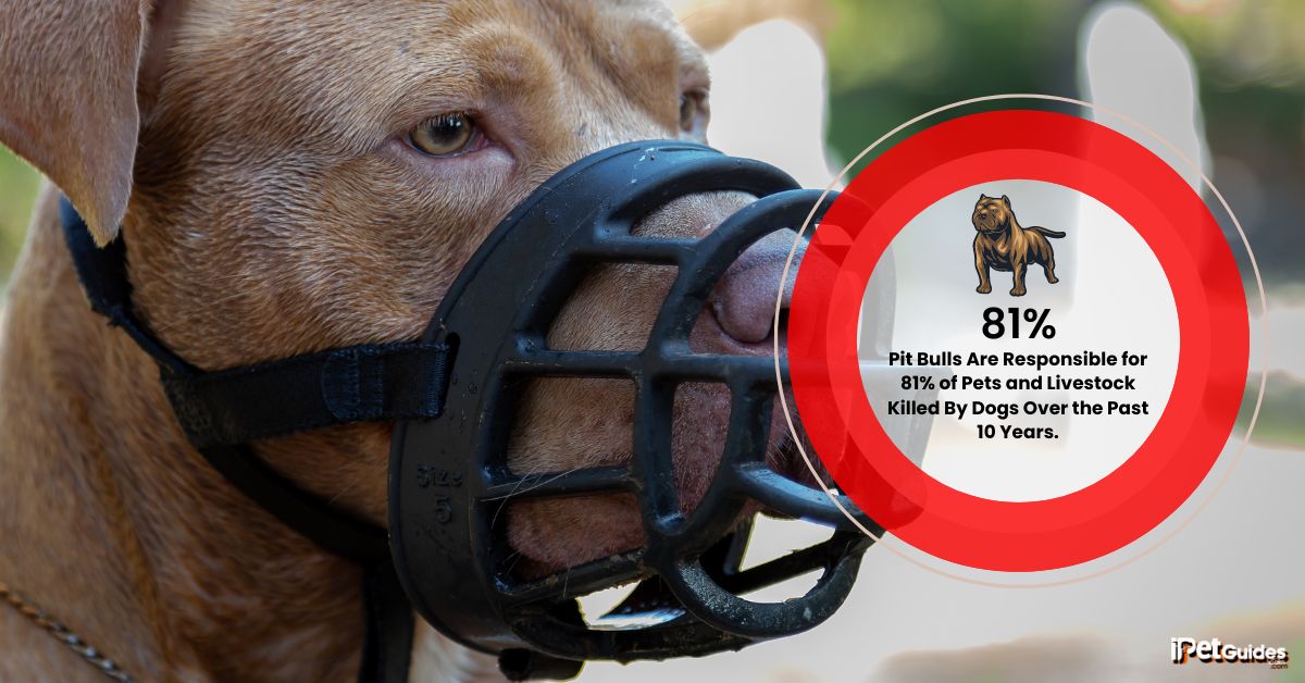 a stat showing that Pit Bulls Are Responsible for 81% of Pets and Livestock Killed By Dogs Over the Past 10 Years