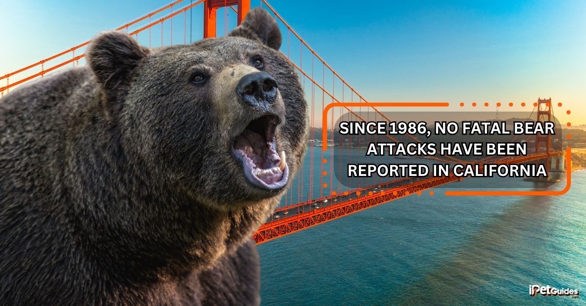 a stat of no fatal bear attacks have been reported in california