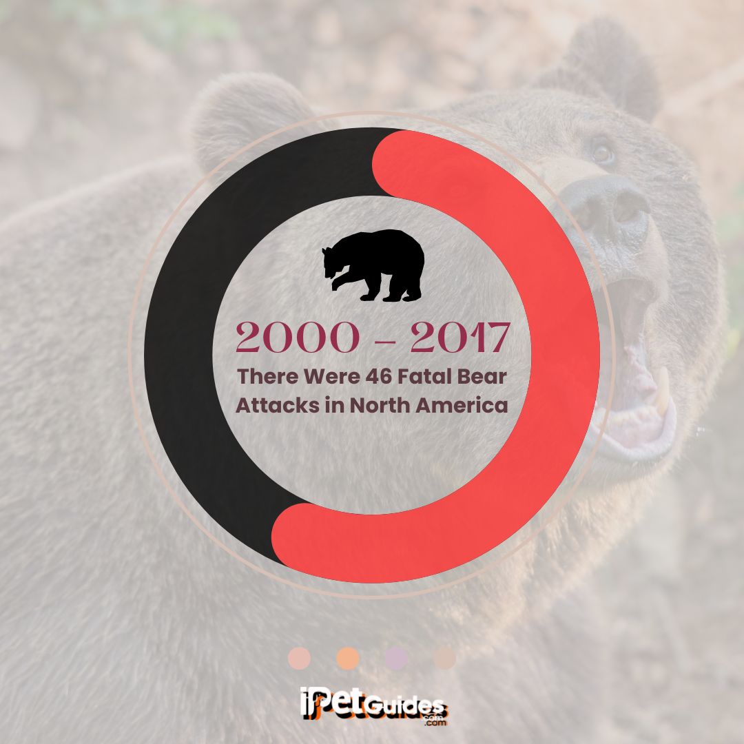 a stat showing that from 2000 - to 2017, There Were 46 Fatal Bear Attacks in North America