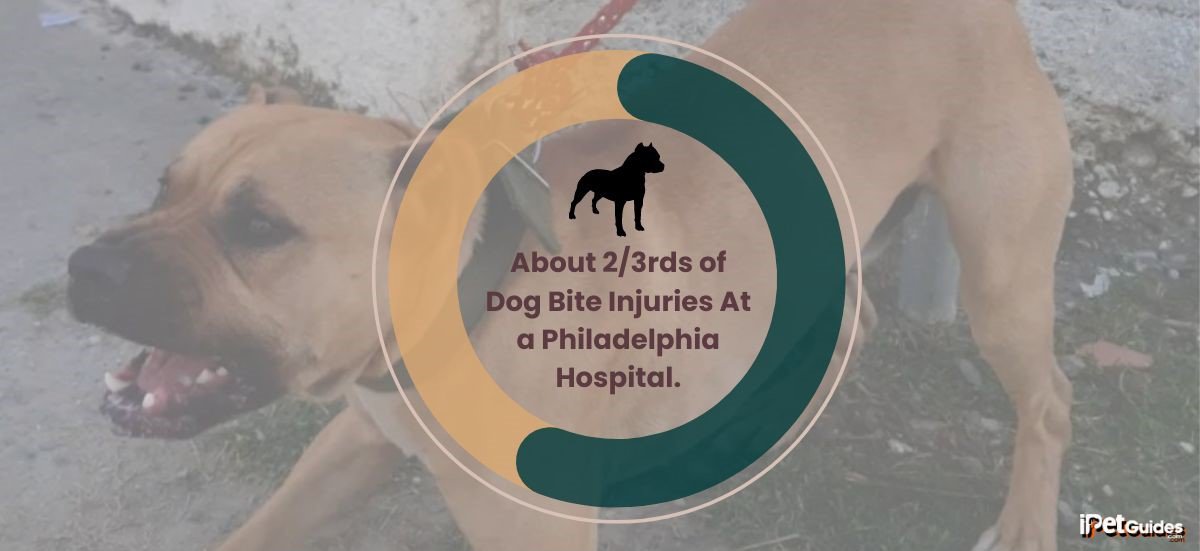 a stat shwoing that about 2/3rds of Dog Bite Injuries At a Philadelphia Hospital