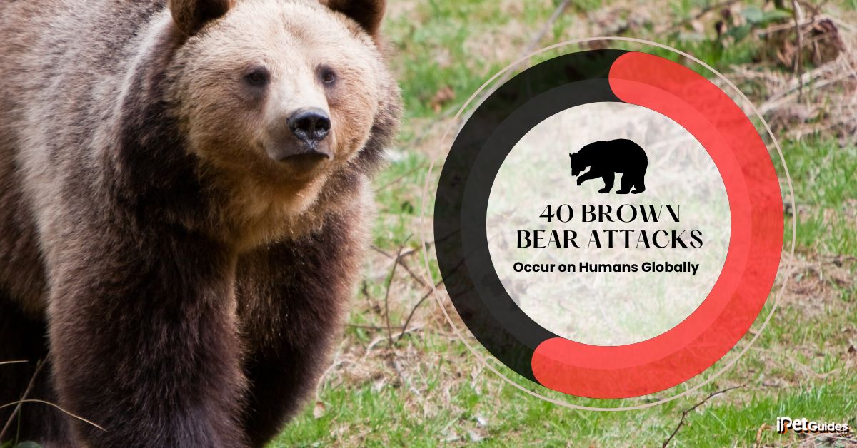 a stat showing that every Year 40 Brown Bear Attacks Occur on Humans Globally