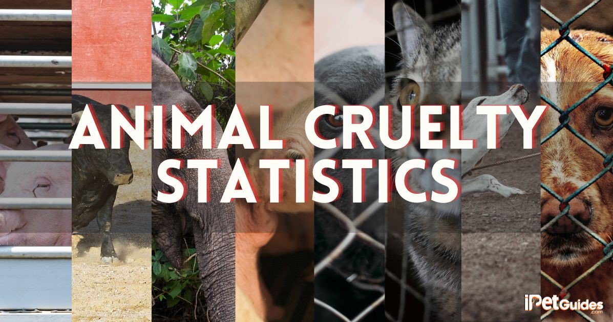 animal cruelty statistics featured image