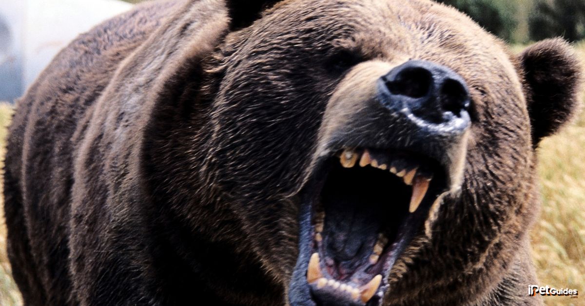 A brown bear with its mouth open