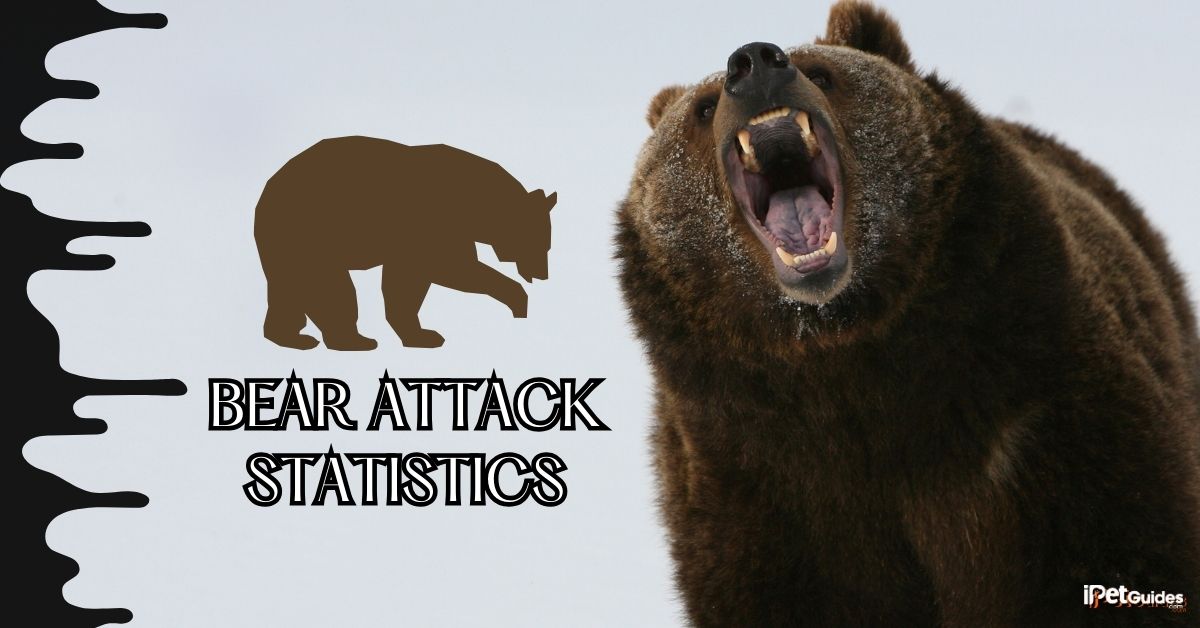 bear attack statistics featured image