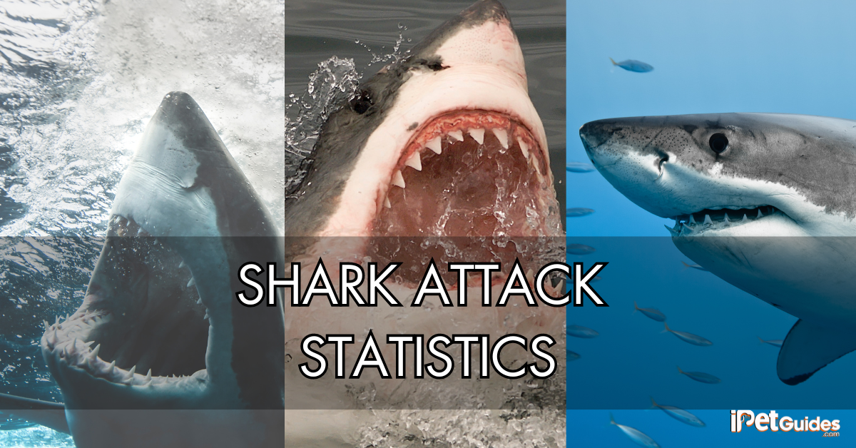 shark attack statistics featured image
