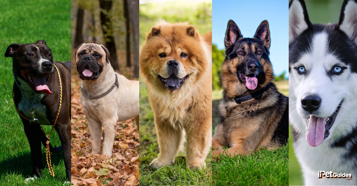 some of the most dangerous dog breeds
