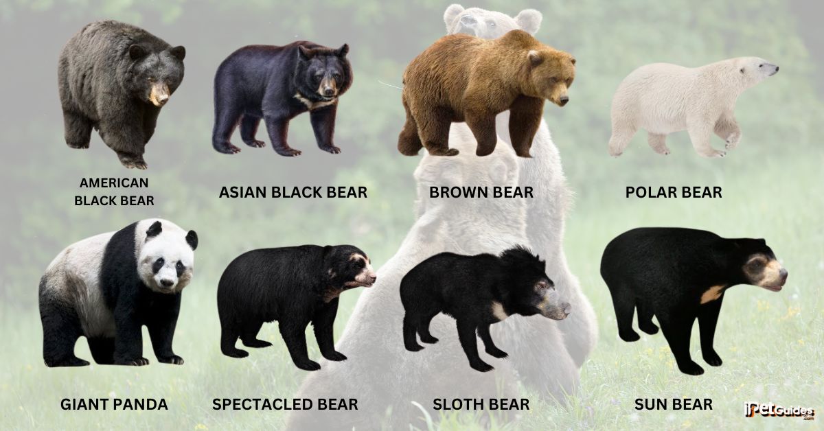 different species of bears around the world