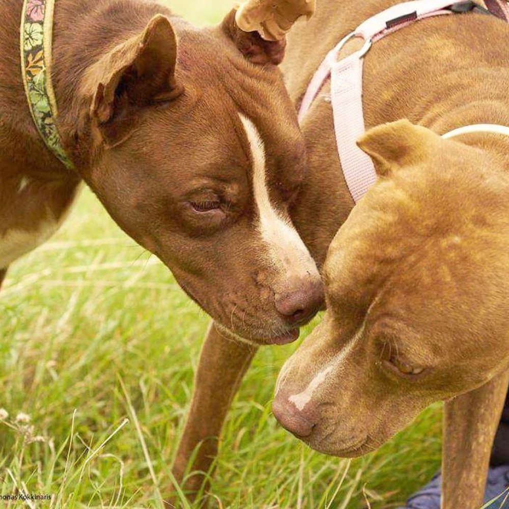 two Pitbull dogs in a field