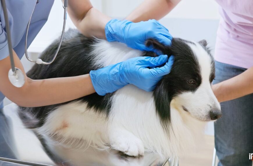 why are my dogs ears cold Featured Image